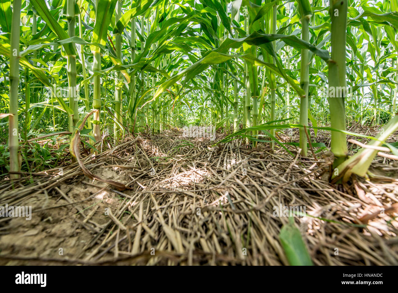 Stalks of corn growing through cover crop mulch Stock Photo Alamy