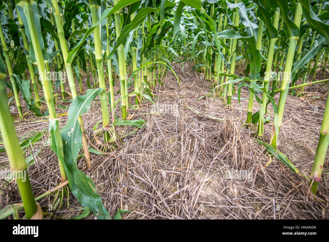 Corn growing through cover crop mulch Stock Photo Alamy