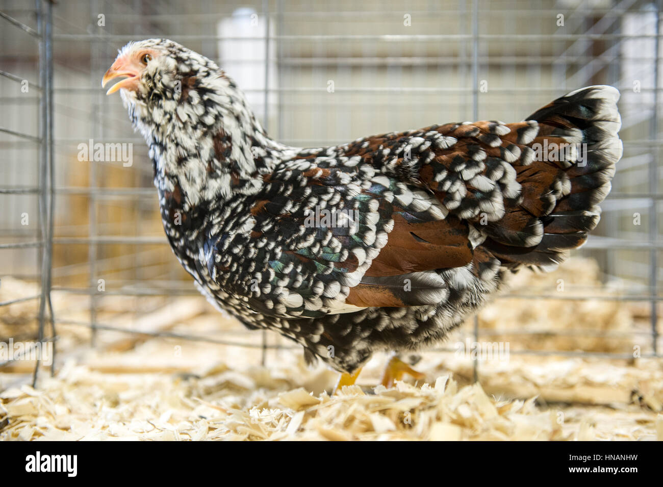 Timonium, Maryland - a chicken stands in a cage at the 2016 Maryland State Fair. Stock Photo