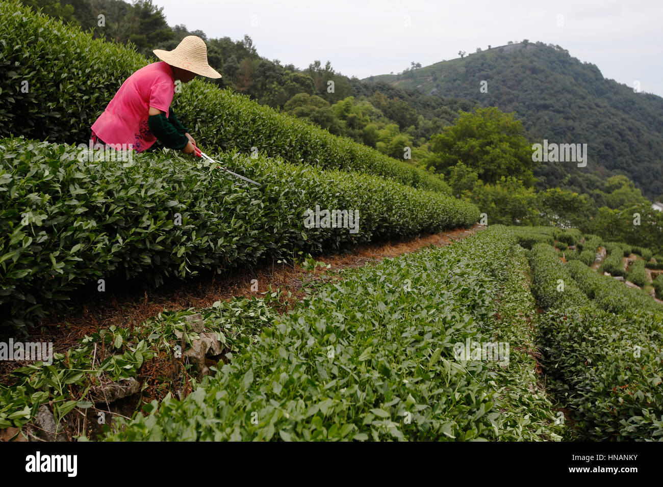 A farmer cuts back tea plants on a mountainside tea plantation near Longjing village, Hangzhou in China Wednesday August 3, 2016. Longjing cha or Drag Stock Photo