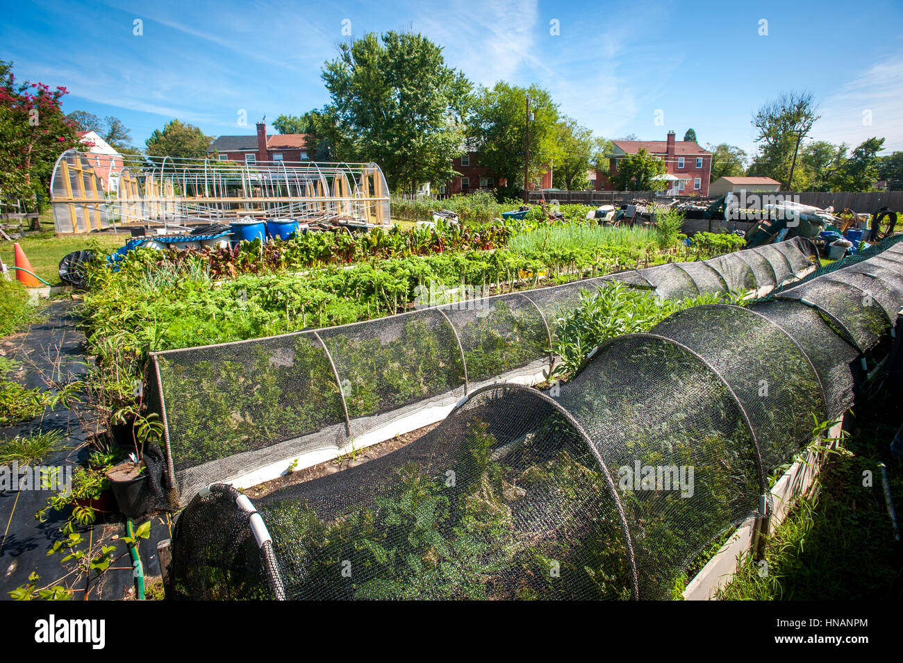 The Property Of A Thriving Urban Vegetable Garden Located In Stock