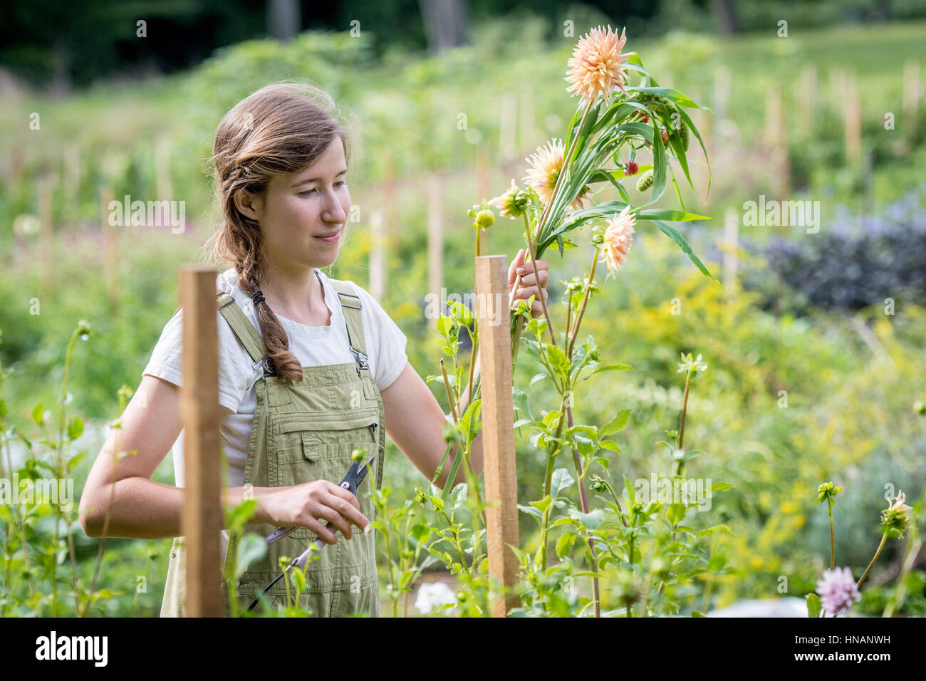Woman cutting fresh flowers from a garden on a farm in rural Maryland. Stock Photo