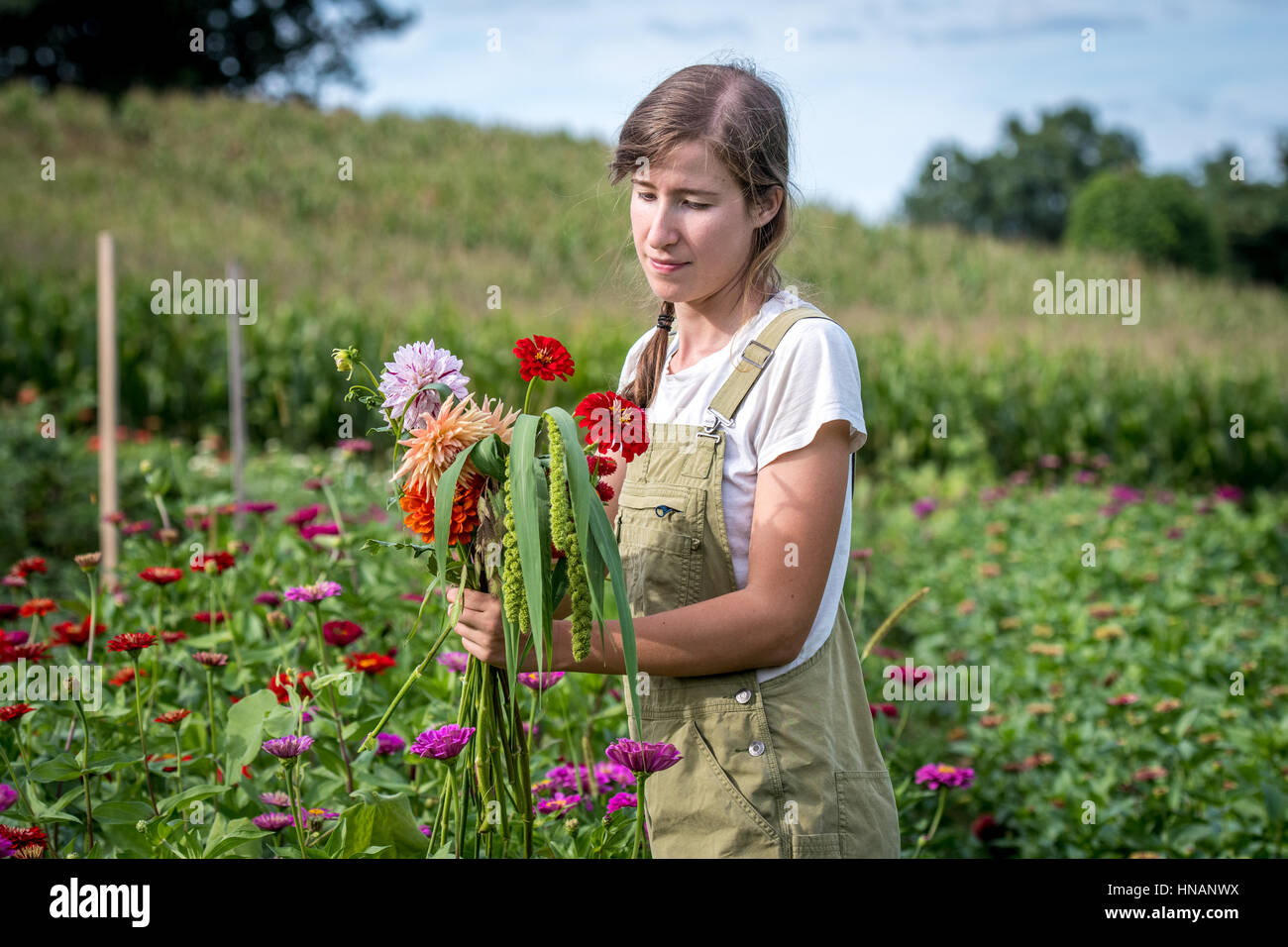 Woman gathering freshly cut flowers from a garden on a farm in rural Maryland. Stock Photo