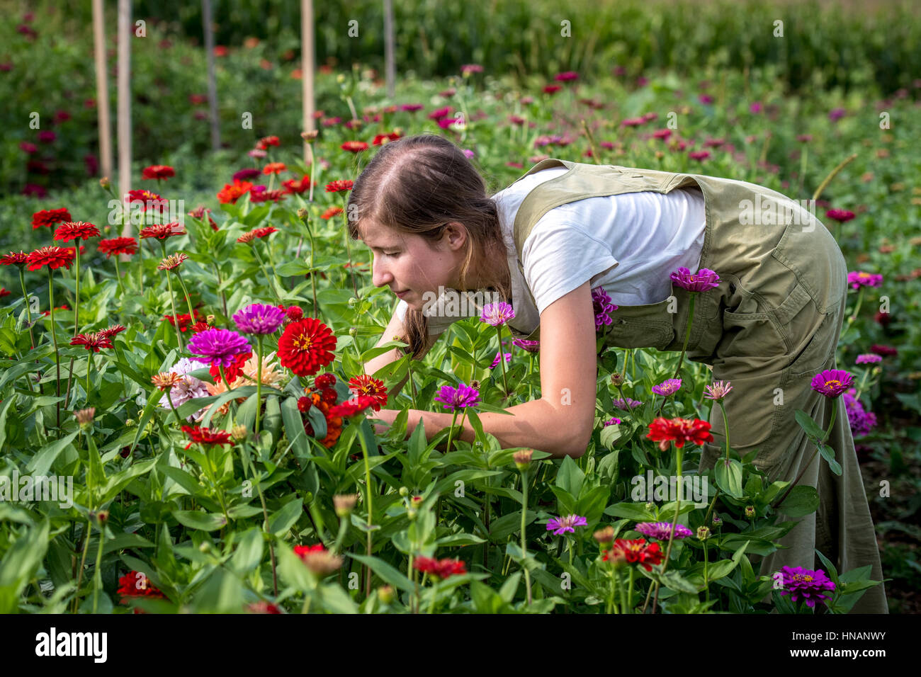 Woman leaning down to cut some fresh flowers from a garden on a farm in rural Maryland. Stock Photo