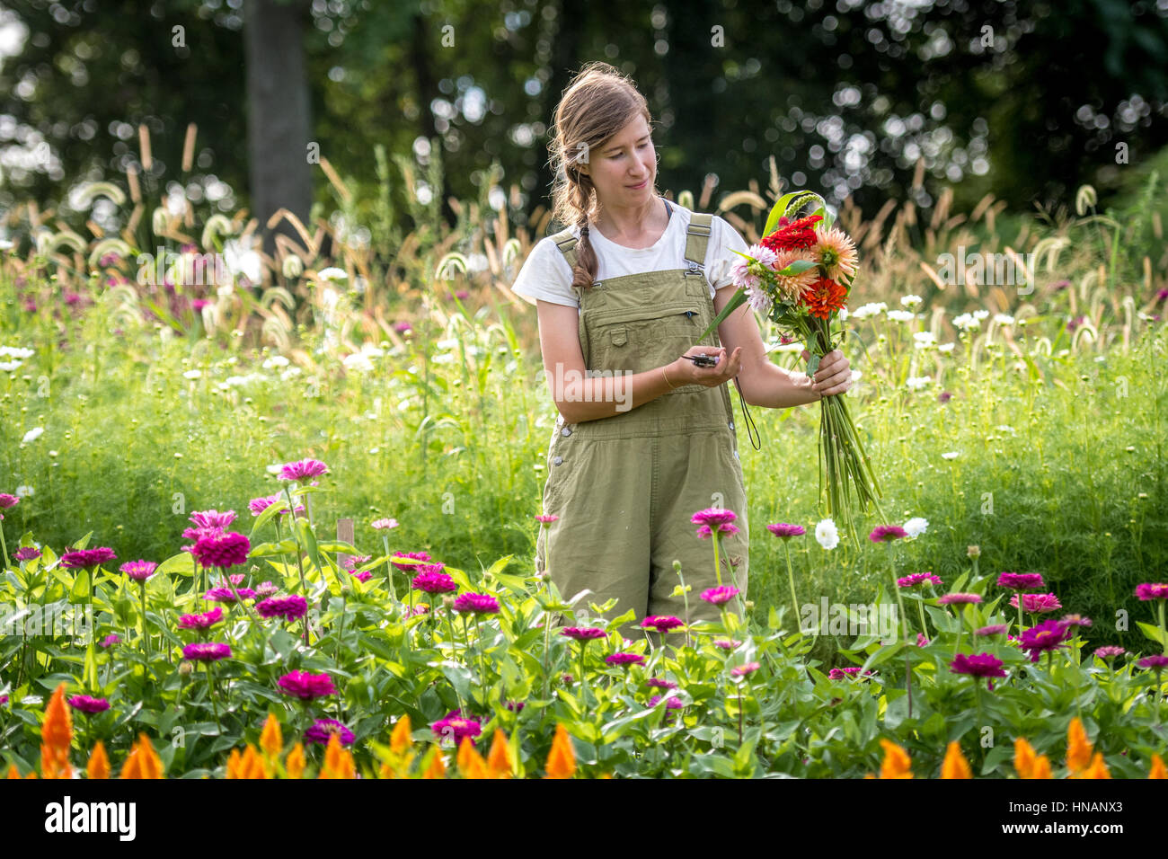 Woman shaping a bouquet of freshly cut flowers from a garden on a farm in rural Maryland, Stock Photo