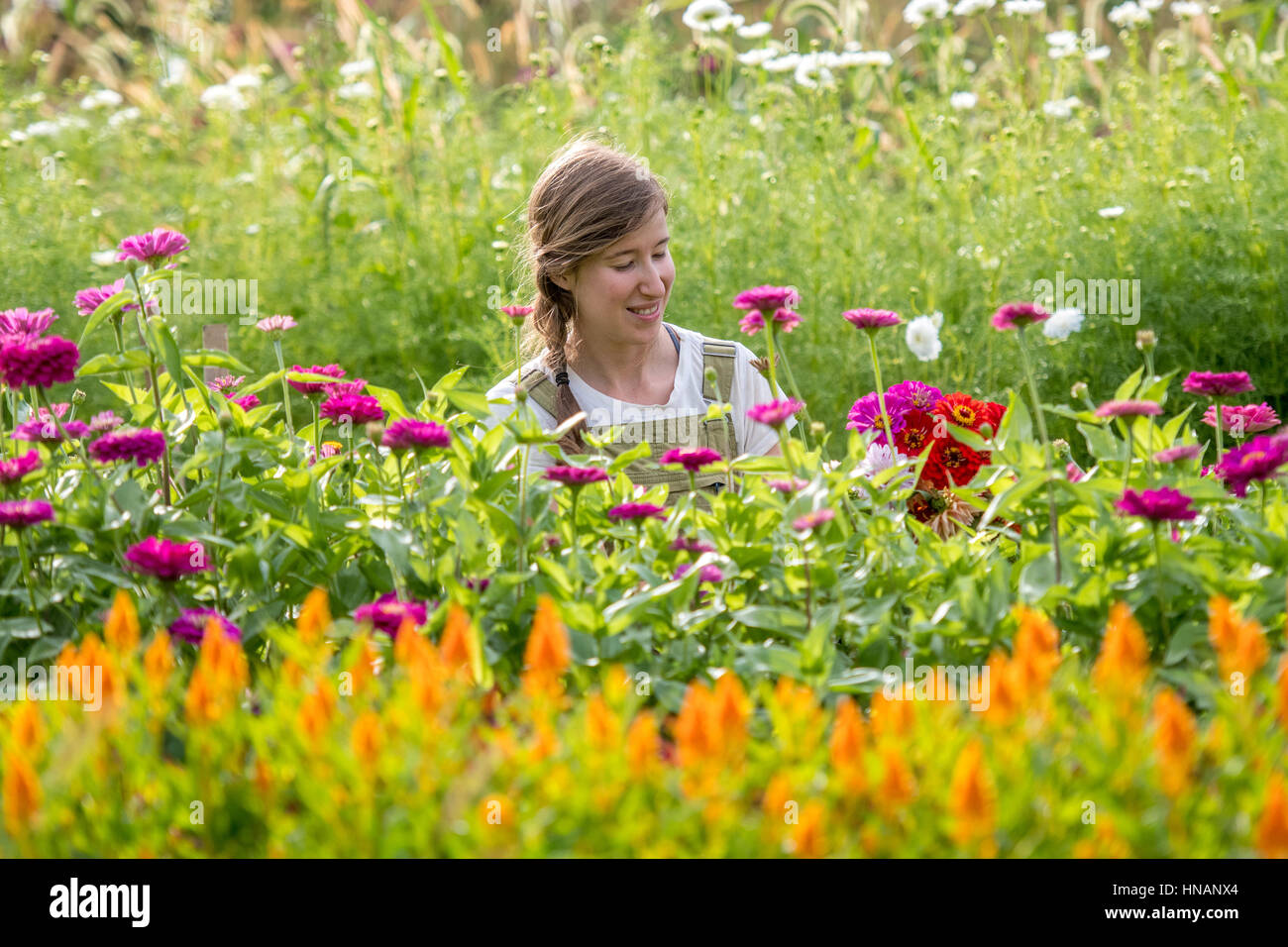 Woman picking flowers from a garden on a farm in rural Maryland. Stock Photo