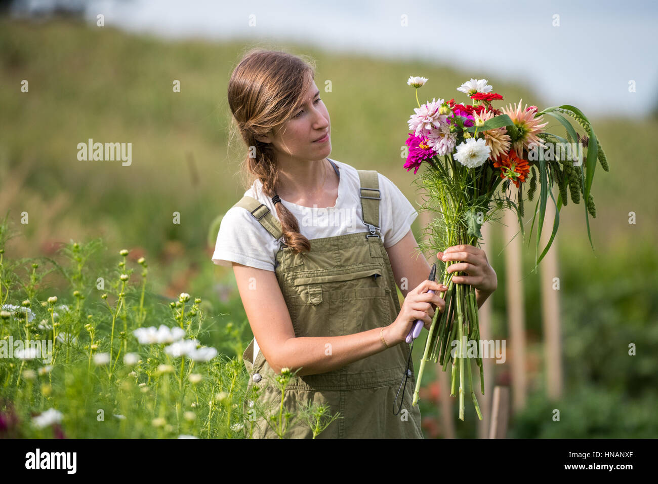 Woman stands in a garden pruning a bouquet of fresh flowers on a farm in rural Maryland. Stock Photo