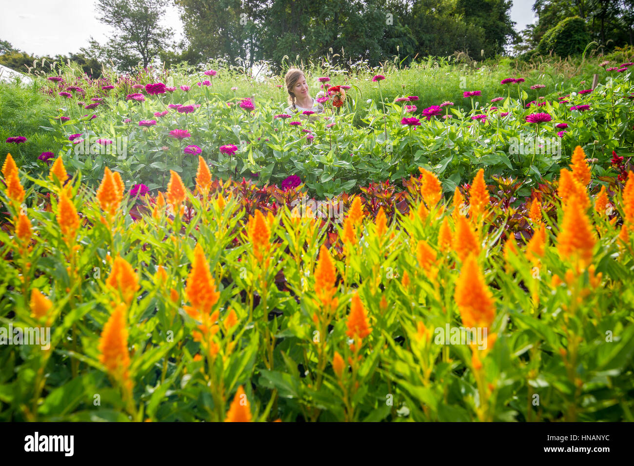 A woman stands in a garden and examines a bouquet of freshly cut flowers on a farm in rural Maryland. Stock Photo