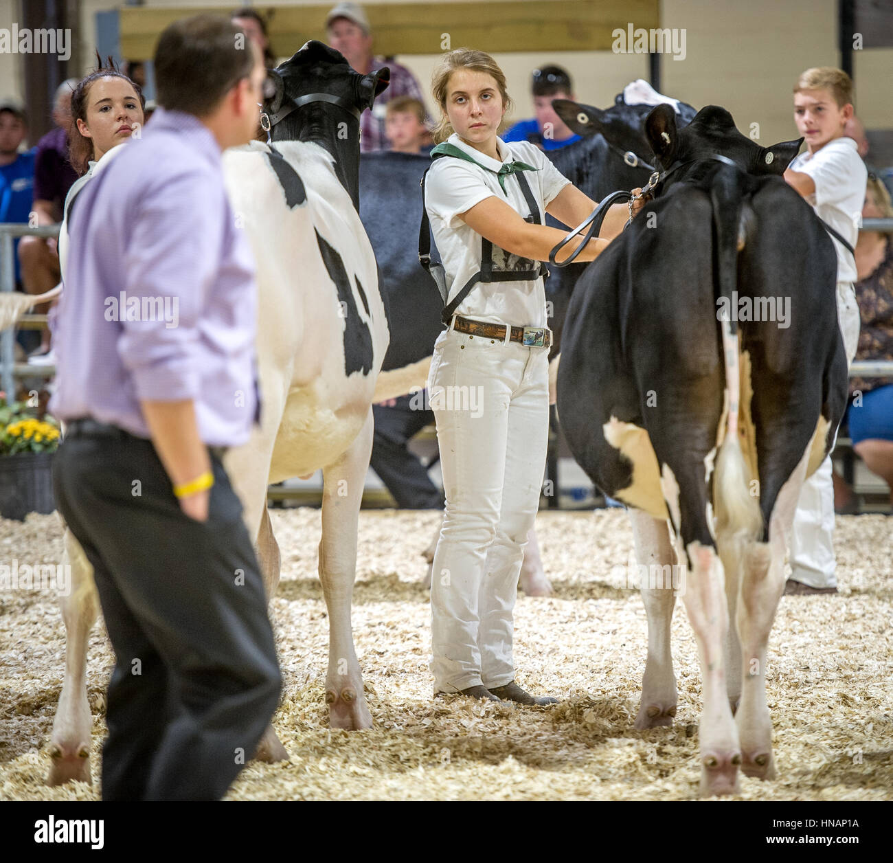 Young girls stand with their prized cows while a judge walks by to ...