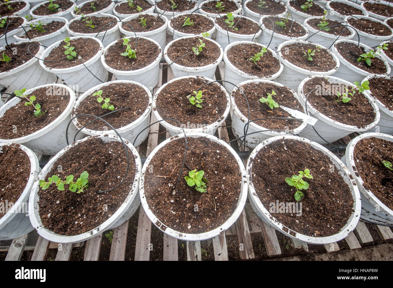 Pots in a greenhouse hires stock photography and images Alamy