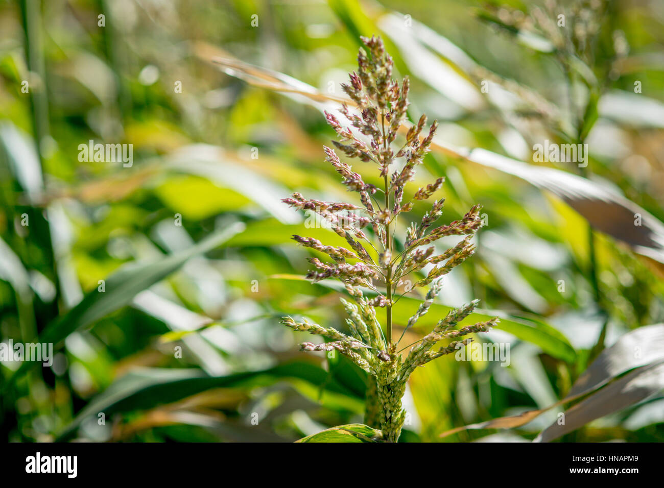 Sudan grass/sorgham cross Cover crop variety trials at Washington State  University Organic Farm in Pullman Washington Stock Photo