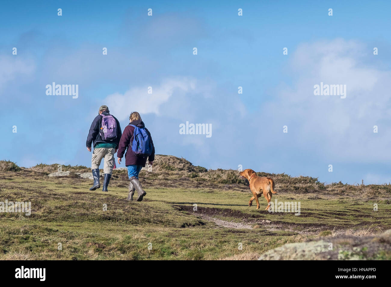 A dog follows two walkers on Gwennap Head in Cornwall, England. Stock Photo