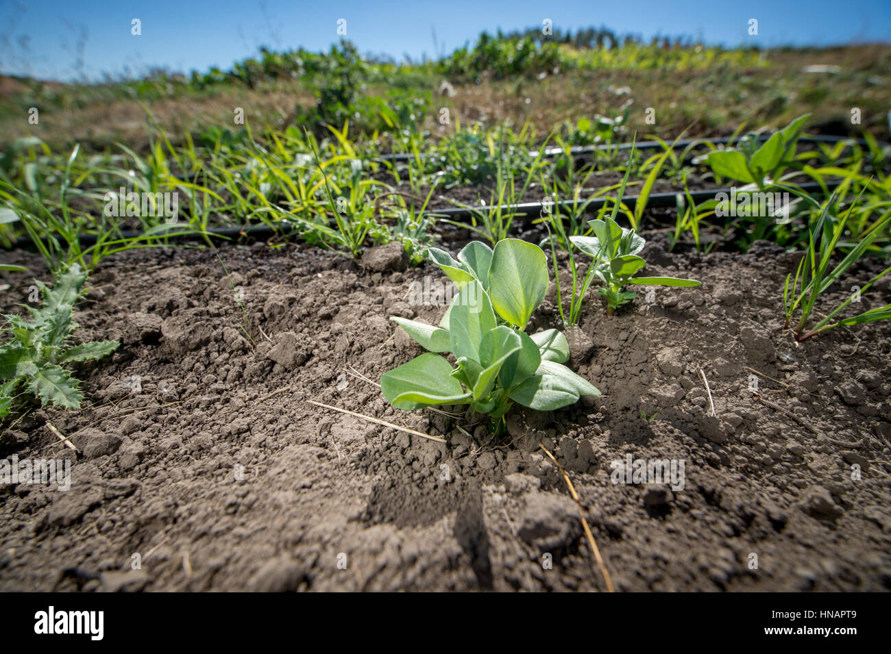 Faba Bean  Cover crop variety trials at Washington State  University Organic Farm in Pullman Washington Stock Photo