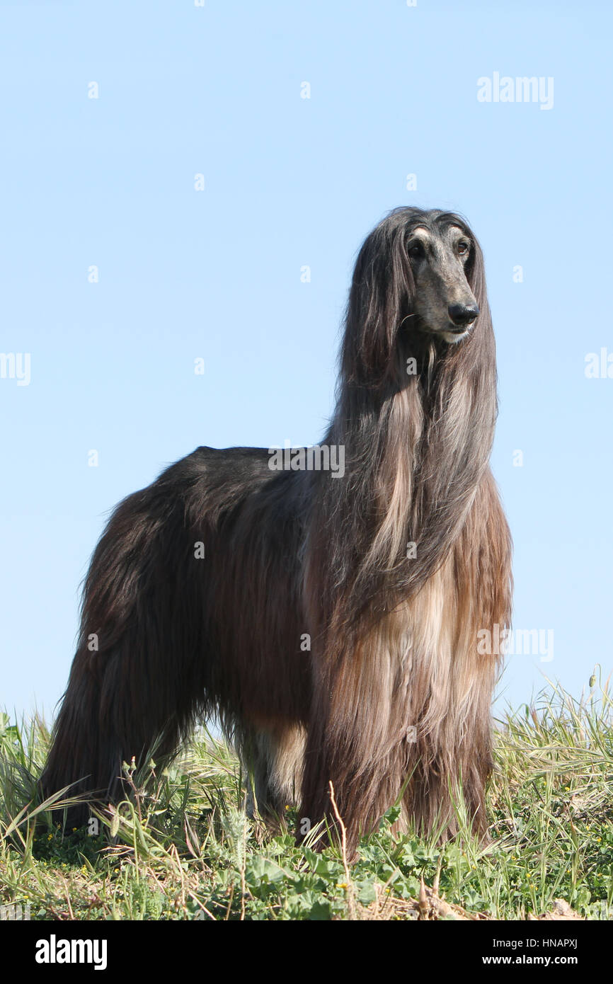 Dog Afghan Hound Dog Sighthound Greyhound Pet Stock Photo