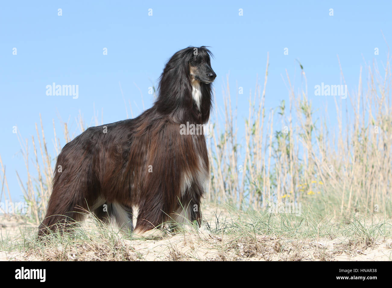 buy sighthound software buy sighthound software