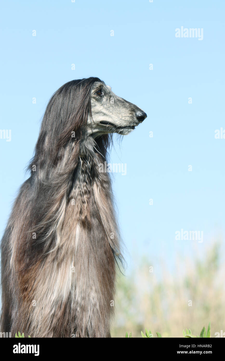 buy sighthound software buy sighthound software