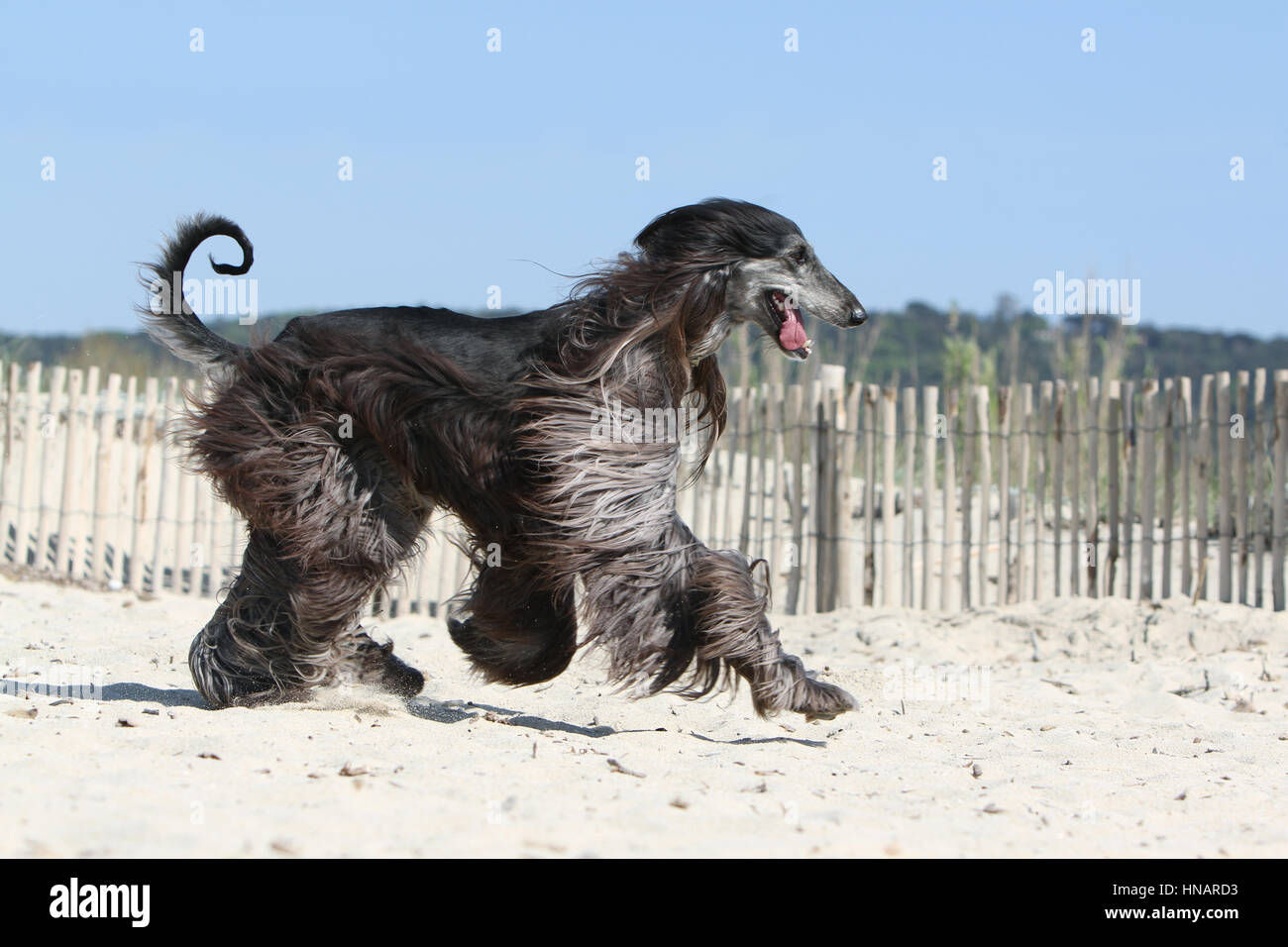 Dog Afghan Hound  dog Sighthound greyhound pet Stock Photo