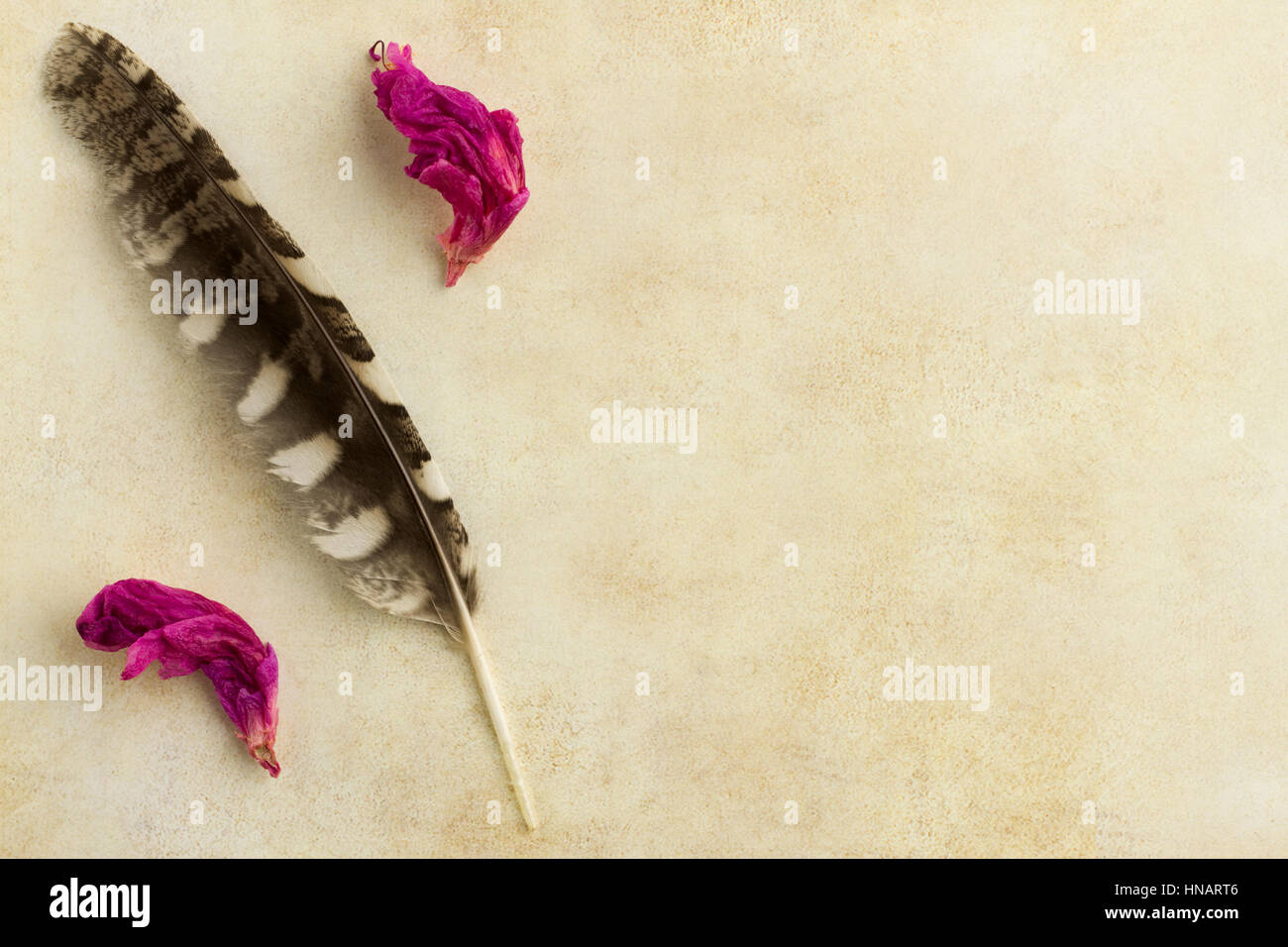Feather and flowers on an old paper background Stock Photo - Alamy