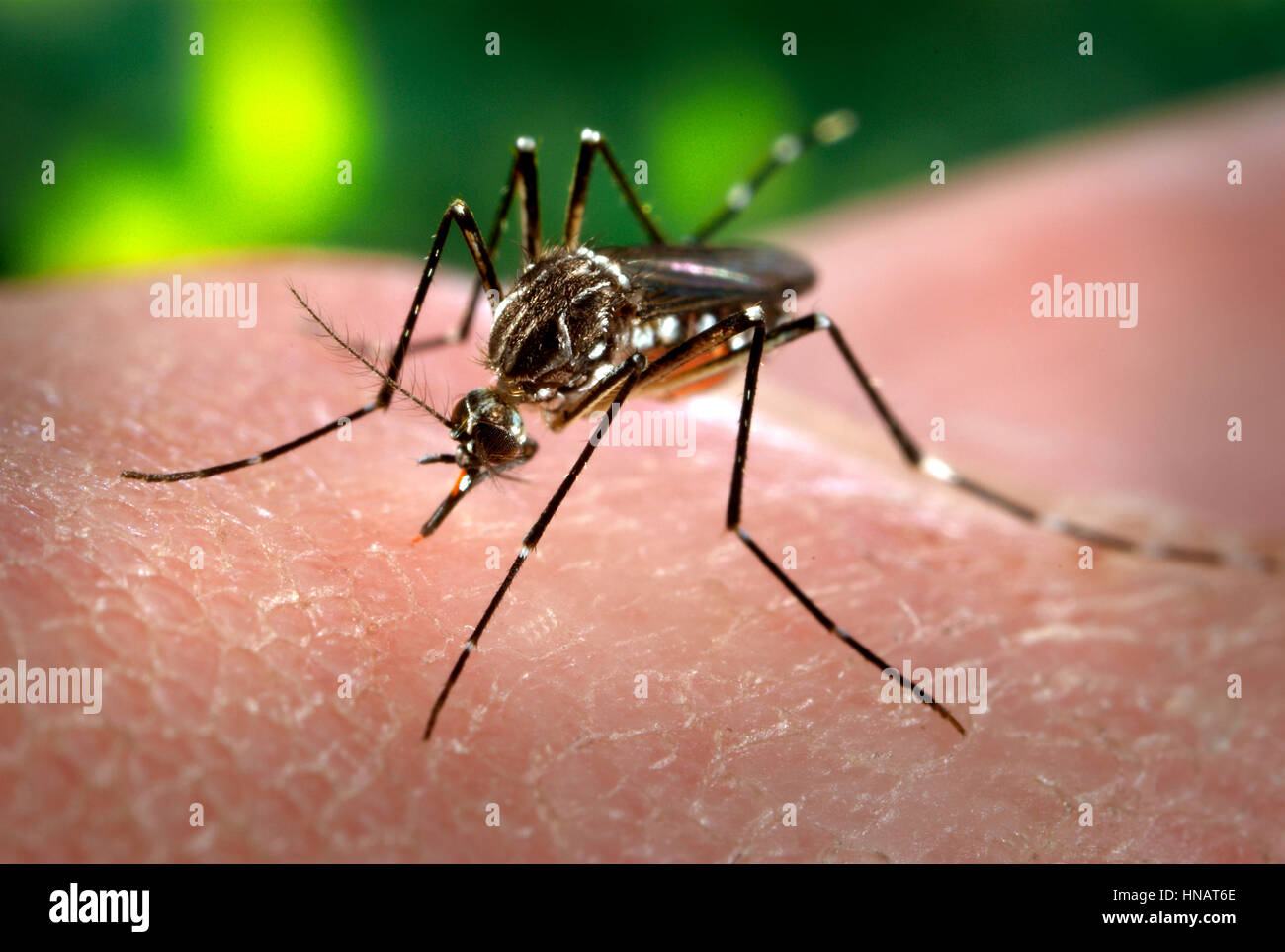 A female Aedes aegypti mosquito inserting her fascicle through the skin surface of her host.  The Aedes aegypti mosquito is the primary vector responsible for the transmission of the Flavivirus Dengue (DF), and Dengue hemorrhagic fever (DHF), the day-biting Aedes aegypti mosquito prefers to feed on its human hosts. Aedes aegypti also plays a major role as a vector for 'Yellow fever'. Frequently found in its tropical environs, the white banded markings on the tarsal segments of its jointed legs, though distinguishing it as Aedes aegypti, are similar to some other mosquito species. Stock Photo
