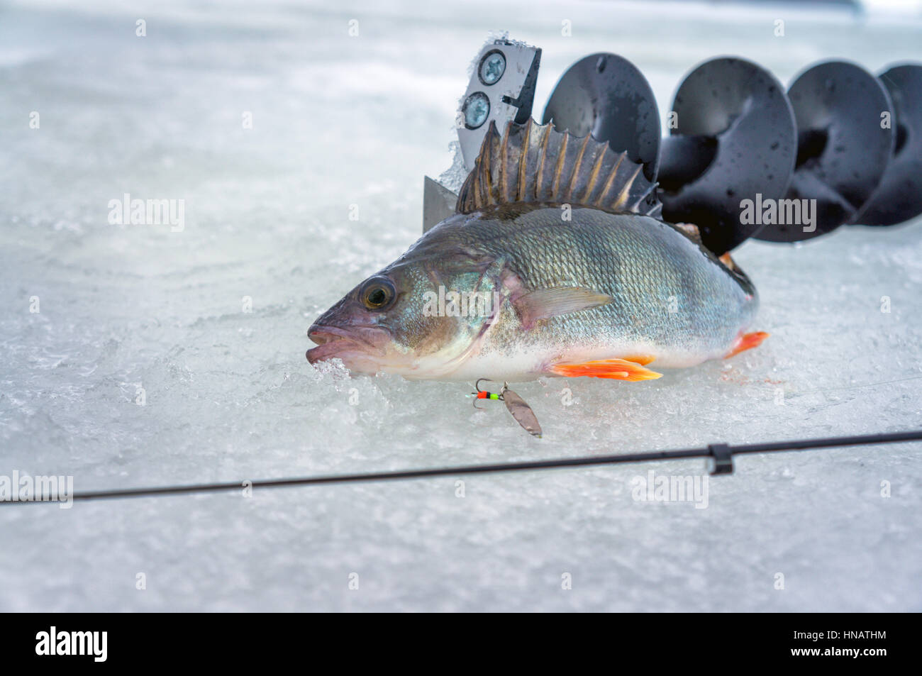 Perch caught on spoon fishing on ice Stock Photo Alamy