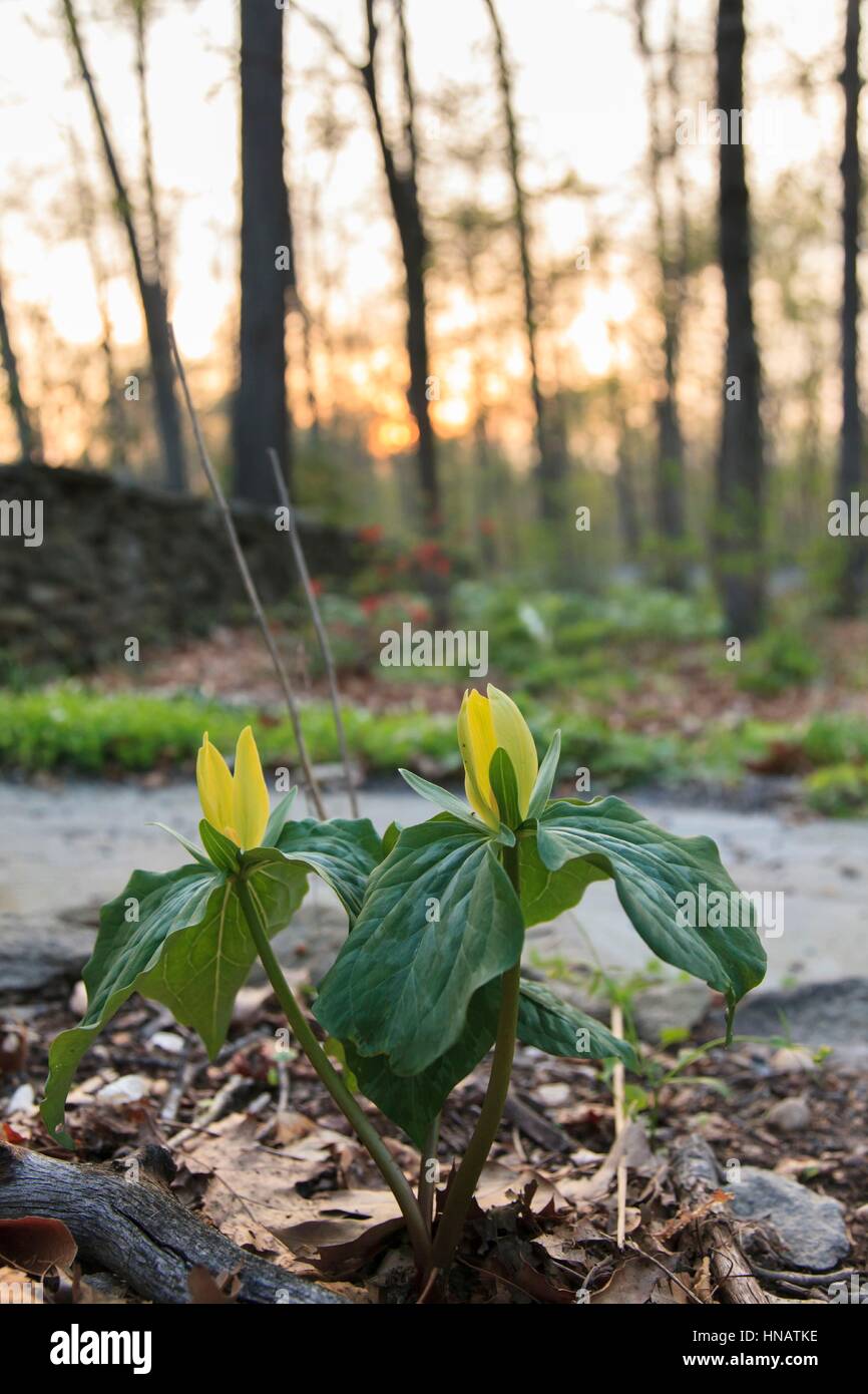 Toad Shade Trillium in spring in North West Virginia, USA (trillium luteum). Stock Photo