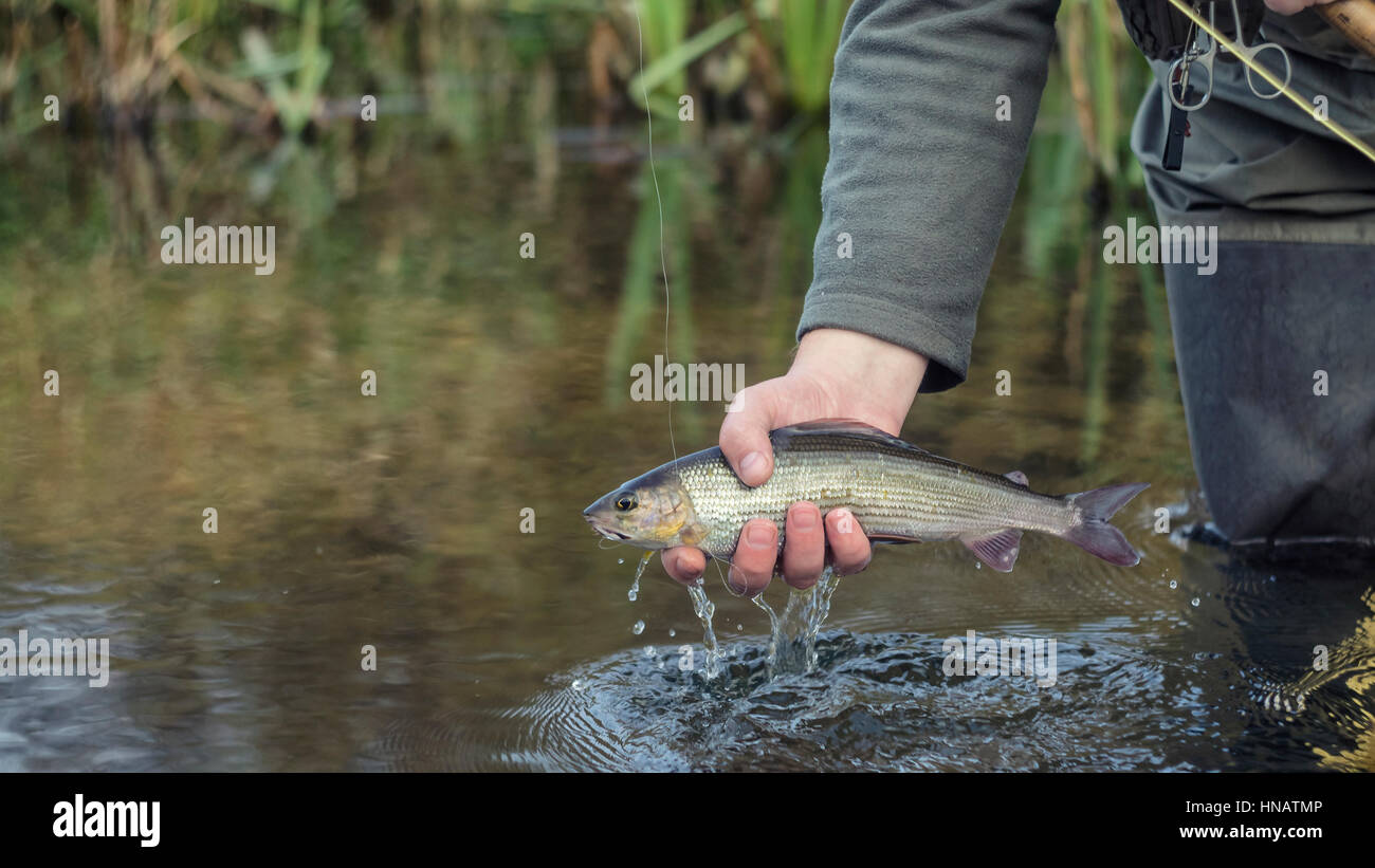 Grayling caught fly fishing Stock Photo Alamy