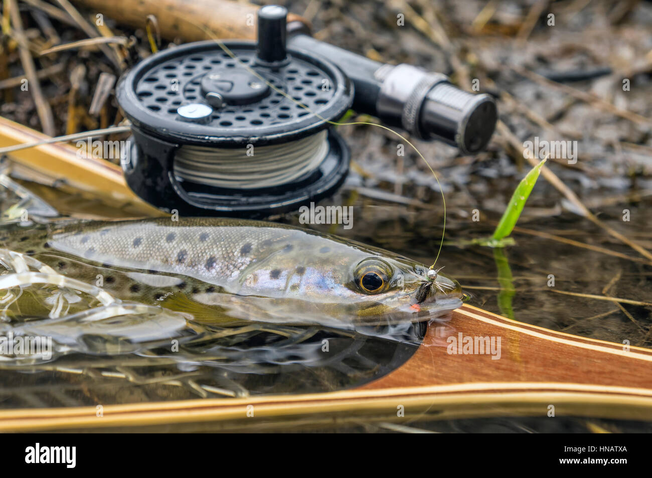 Wild brown trout caught fly fishing Stock Photo Alamy