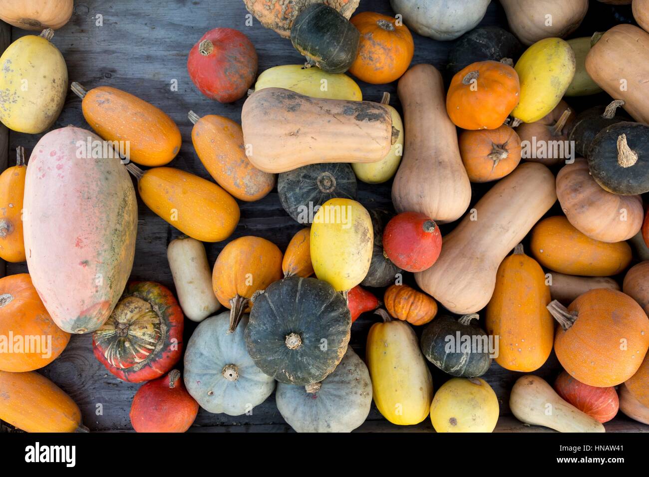 Selection of Autumn Gourds & Squash Stock Photo Alamy
