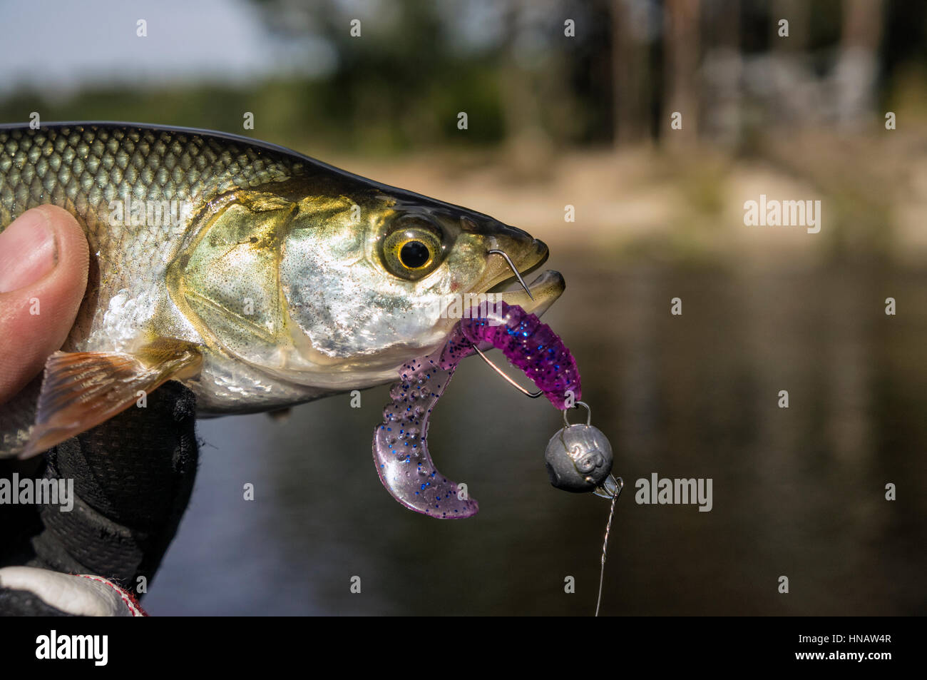 Fish caught on a jig. Stock Photo