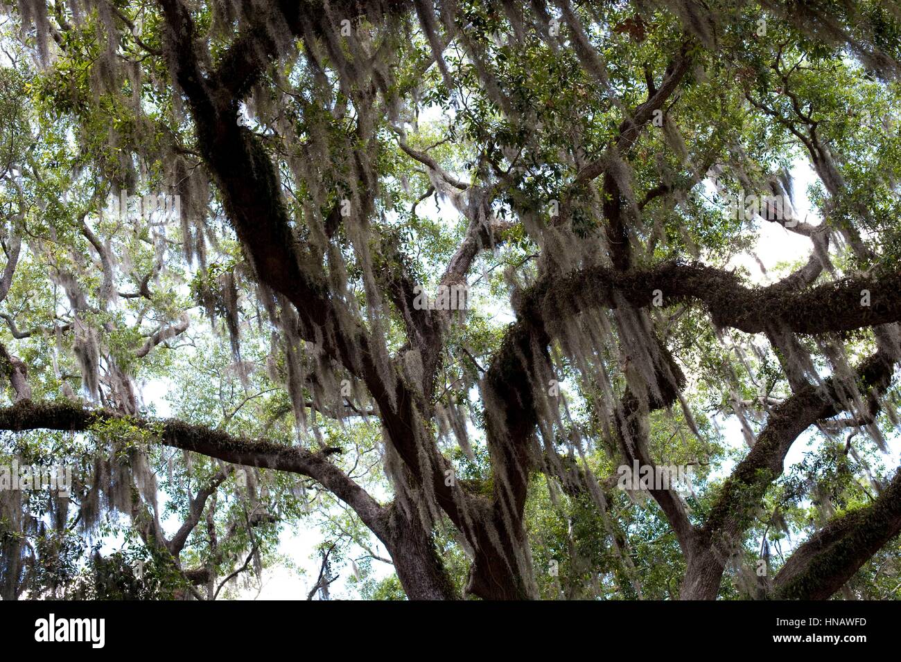 Trees with hanging moss, Jacksonville, FL Stock Photo Alamy