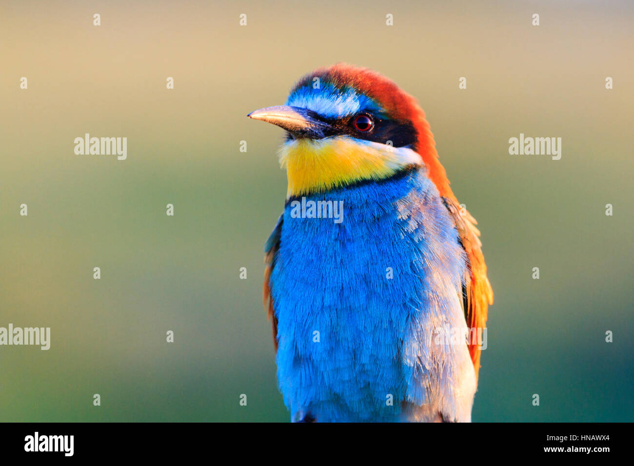 color portrait of a rare bird of paradise,colored birds, wildlife, rare  animals, bee-eaters Stock Photo - Alamy