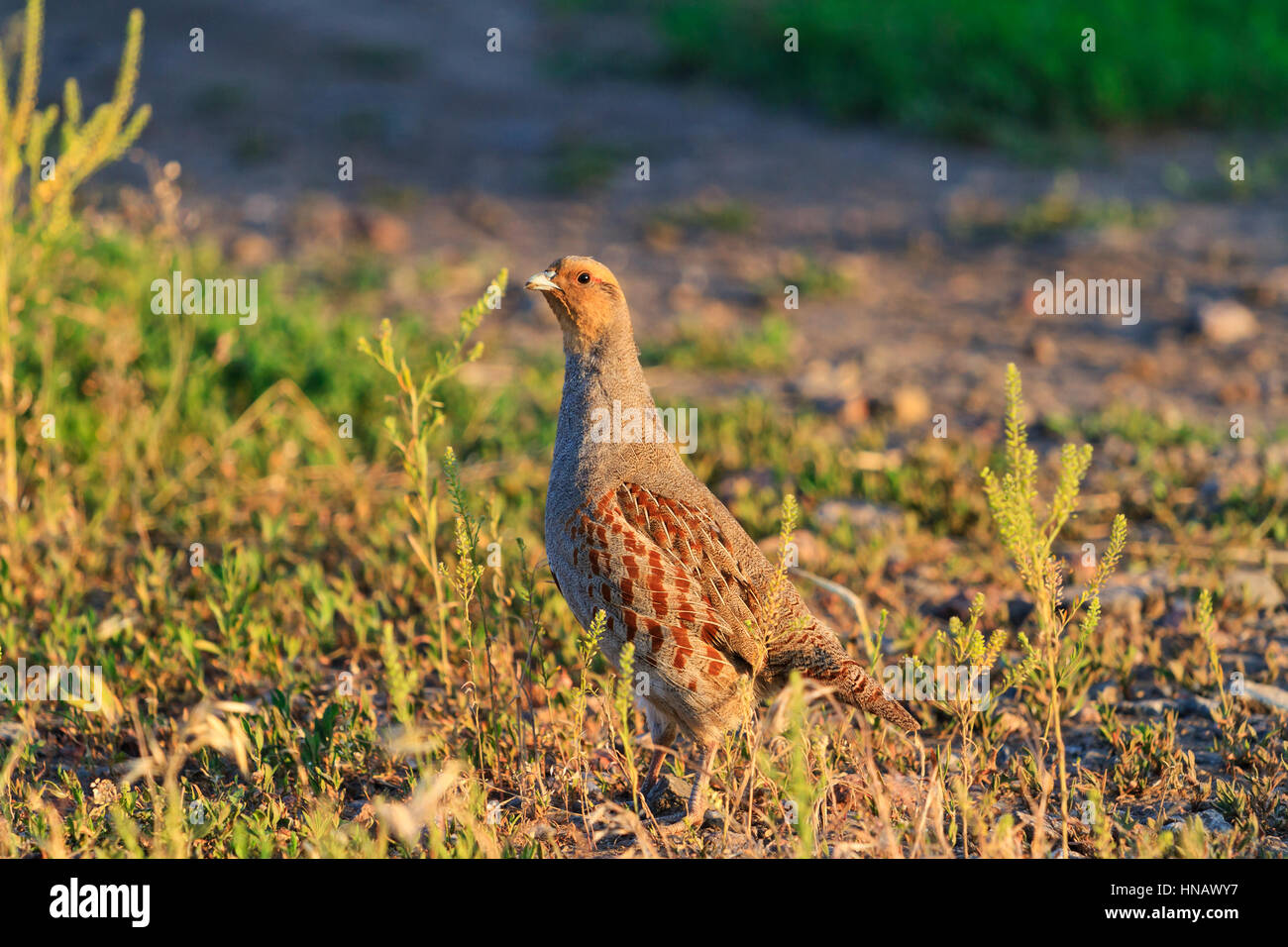 DESIGN Wedding - Gilet De Costume Ultra Ajusté à Texture œil-de-perdrix -  Bleu Marine, image size:1300x956
