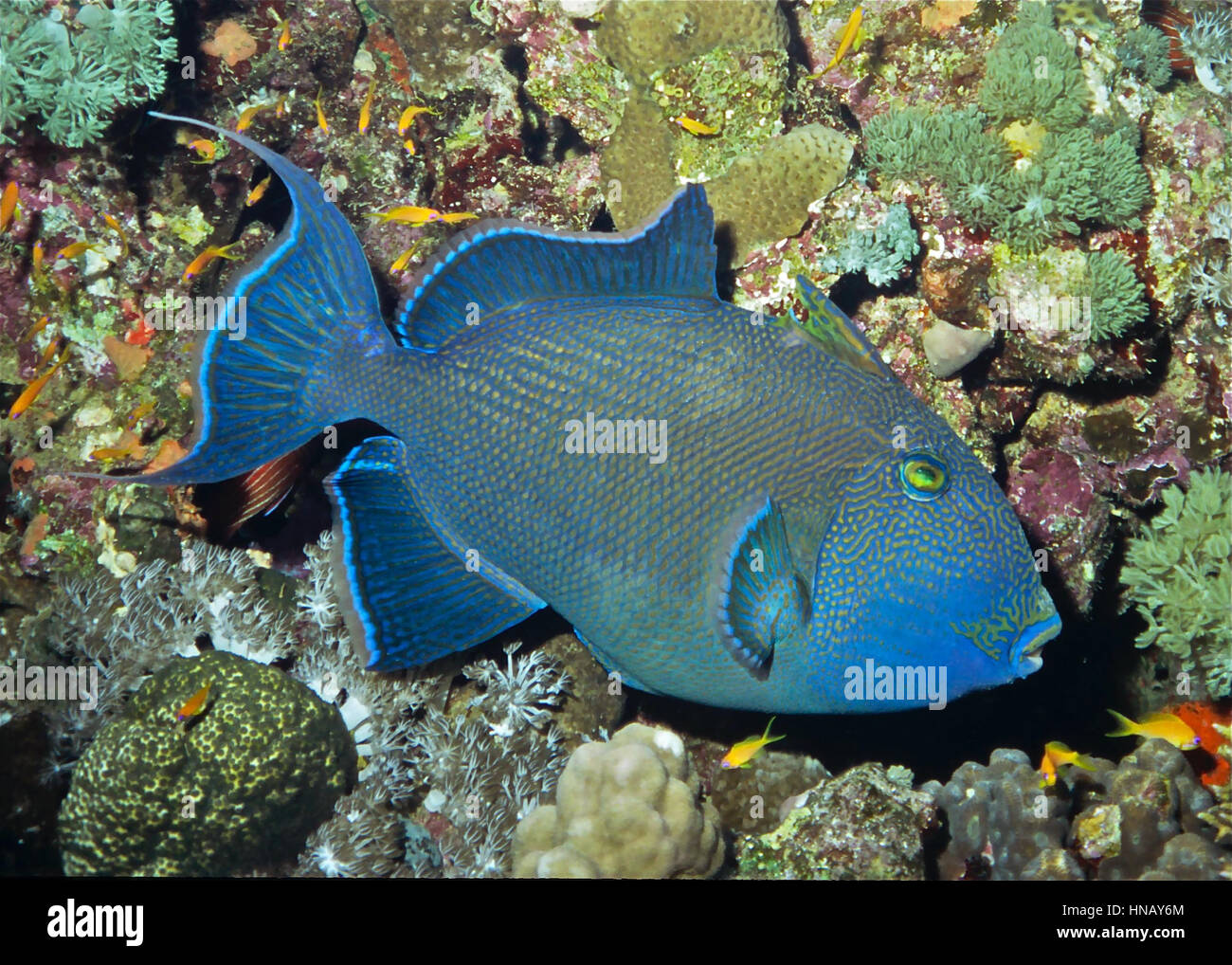 A blue triggerfish (Pseudobalistes fuscus). They are wary of divers and tend to hide in reef crevices if approached. Difficult to photograph! Red Sea. Stock Photo