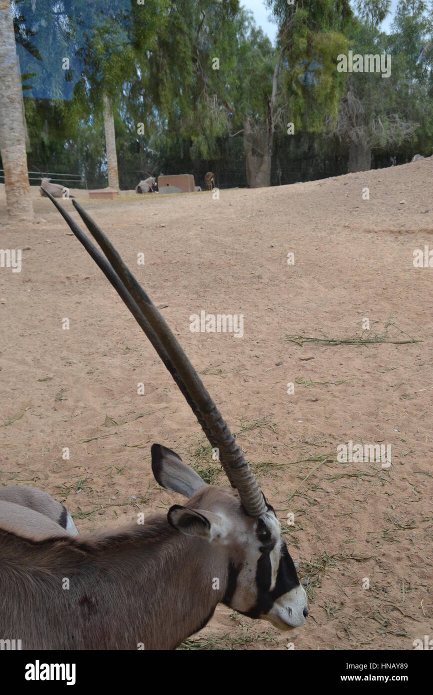 The gemsbok or gemsbuck (Oryx gazella) is large antelope in Oryx genus. It is native to arid regions of Southern Africa, Oasis park, Fuerteventura Stock Photo