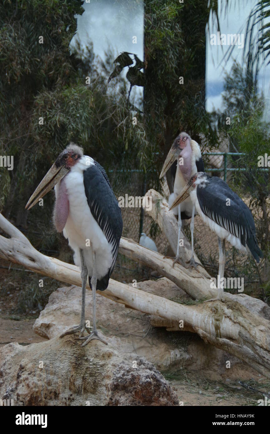 Which bird makes the most beautiful nest hires stock photography and