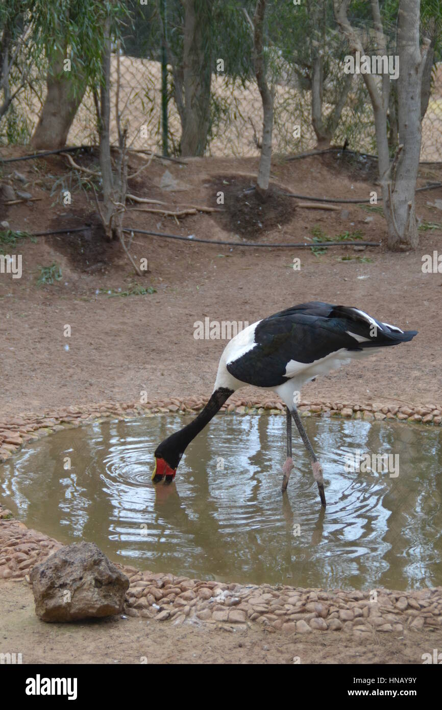 Which bird makes the most beautiful nest hires stock photography and