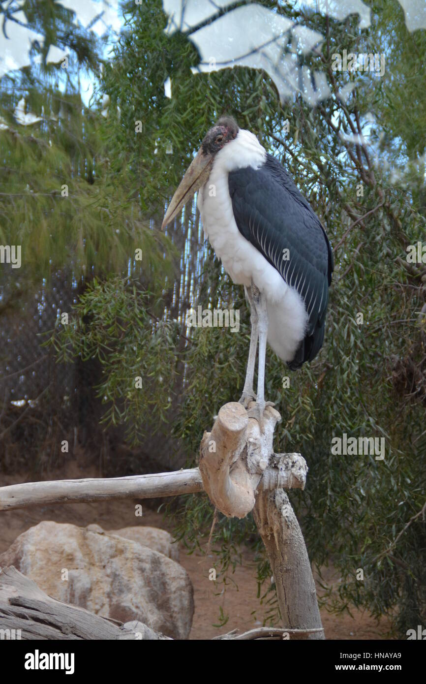 Which bird makes the most beautiful nest hires stock photography and