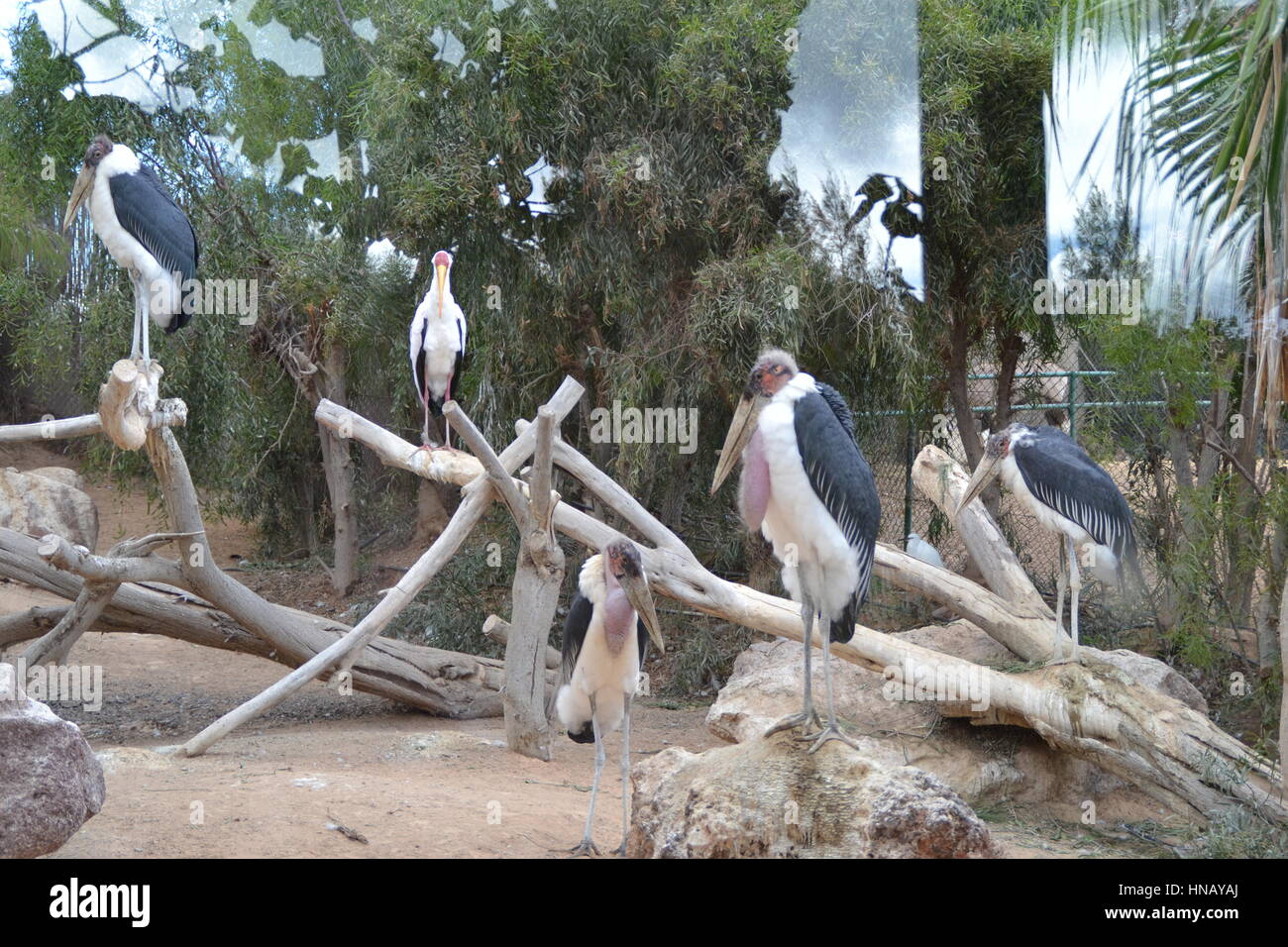 Which bird makes the most beautiful nest hires stock photography and