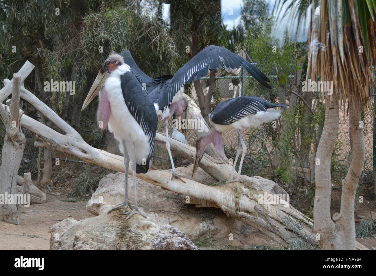 Which bird makes the most beautiful nest hires stock photography and