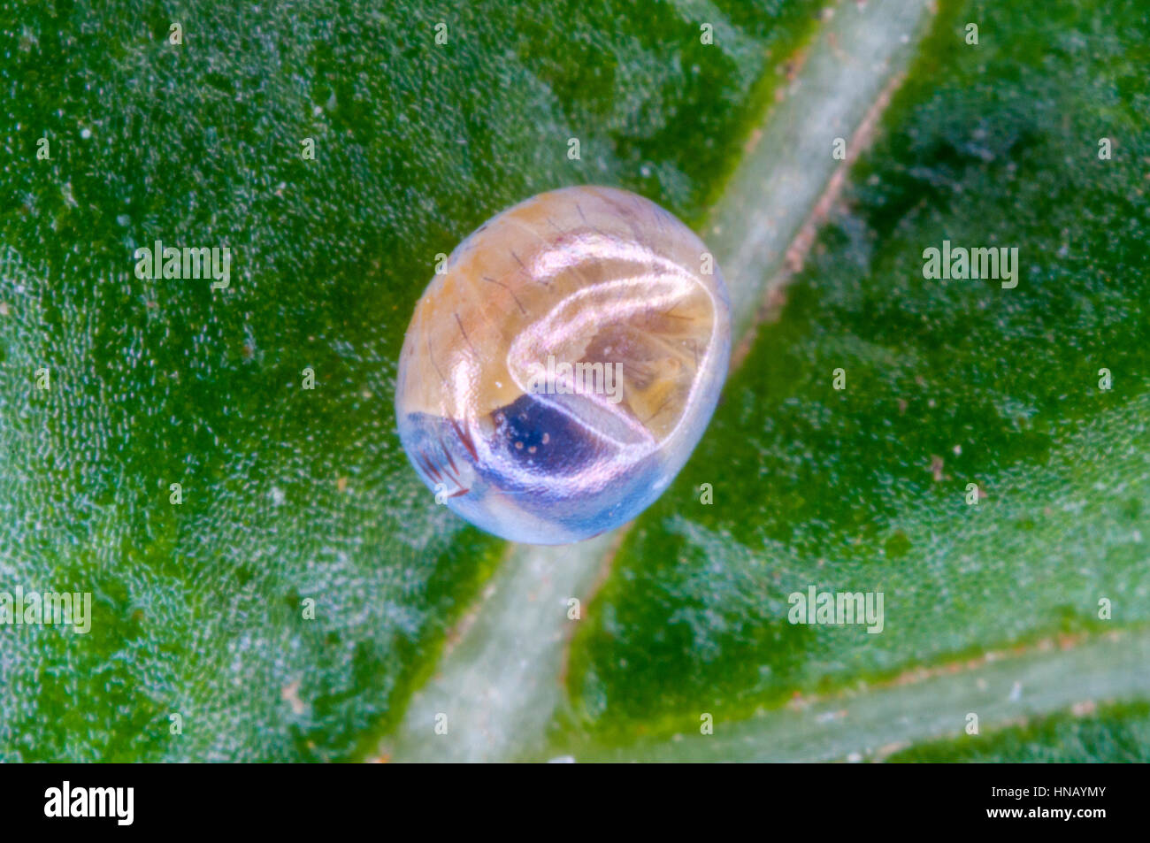 Pine Hawk moth larvae (Sphinx pinastri) inside transaperent egg Stock Photo