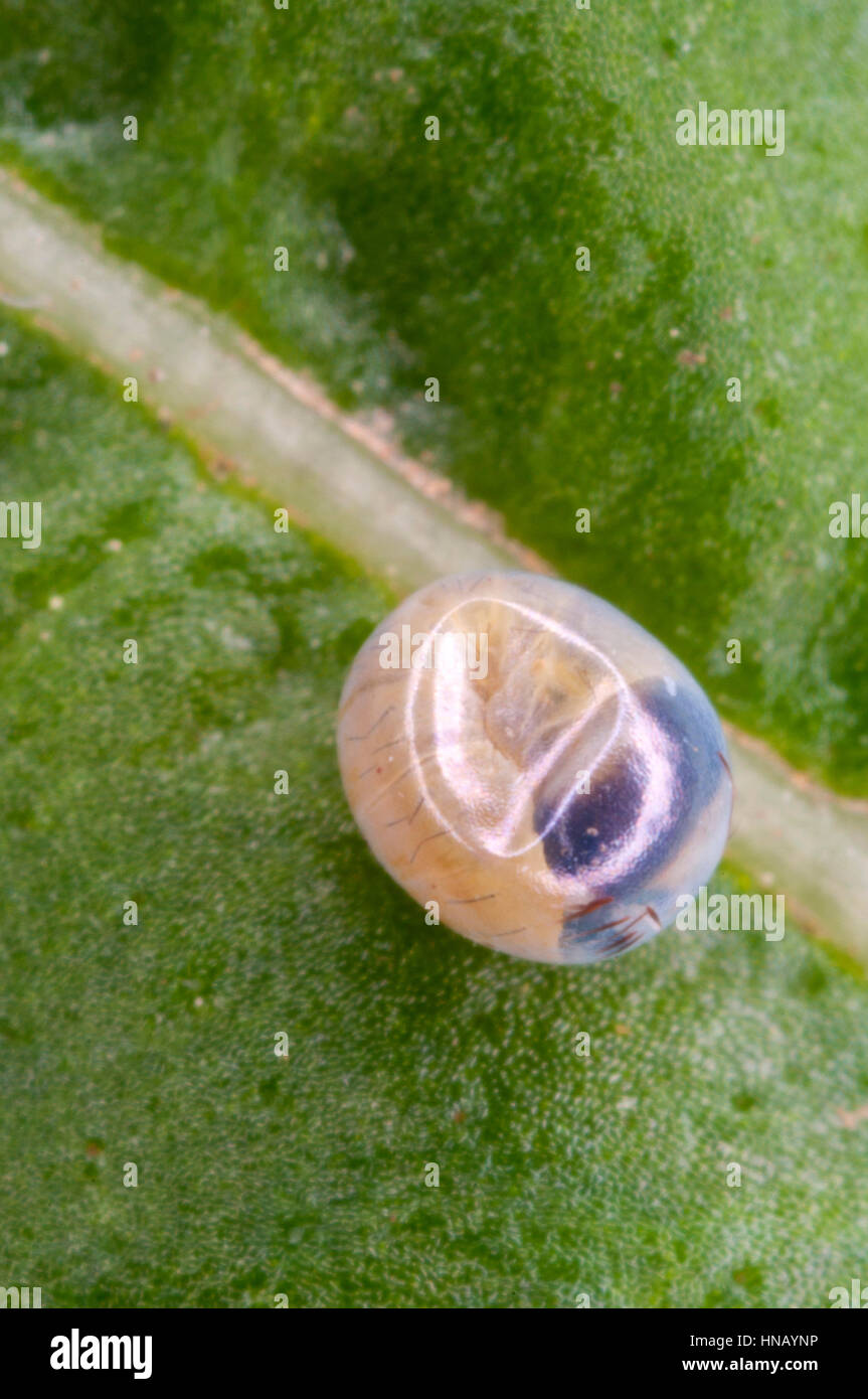 Pine Hawk moth larvae (Sphinx pinastri) inside transaperent egg Stock