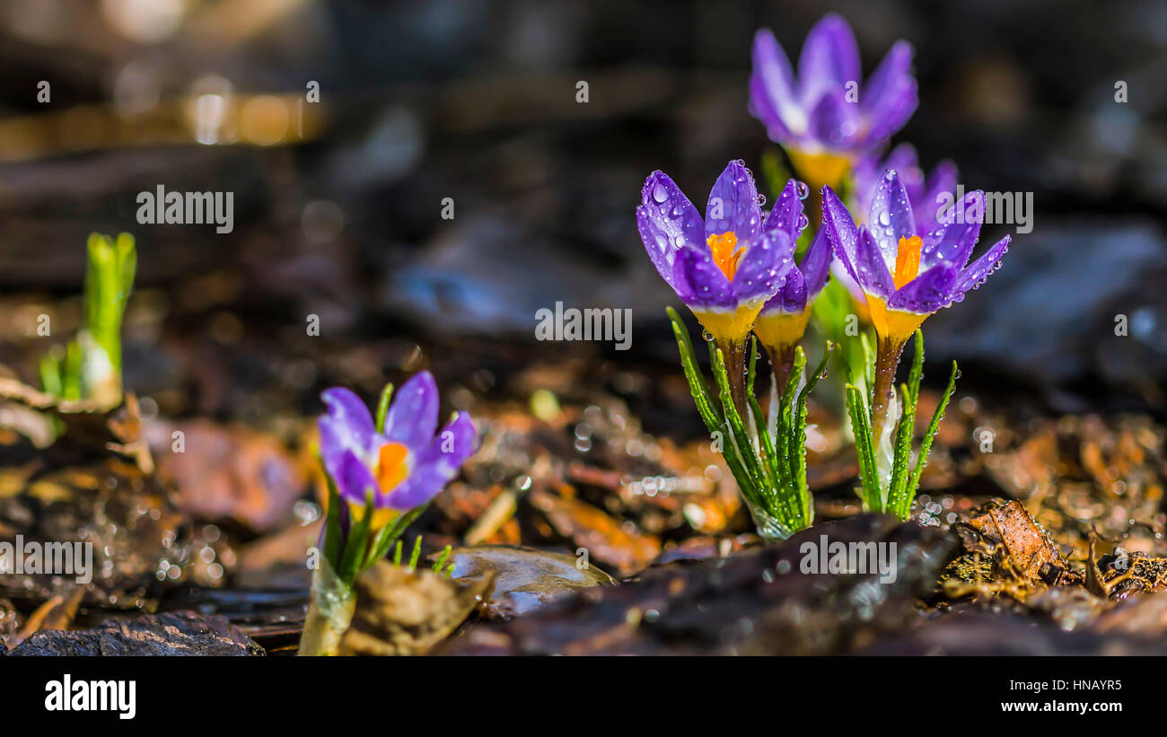 Beautiful purple crocuses closeup Stock Photo