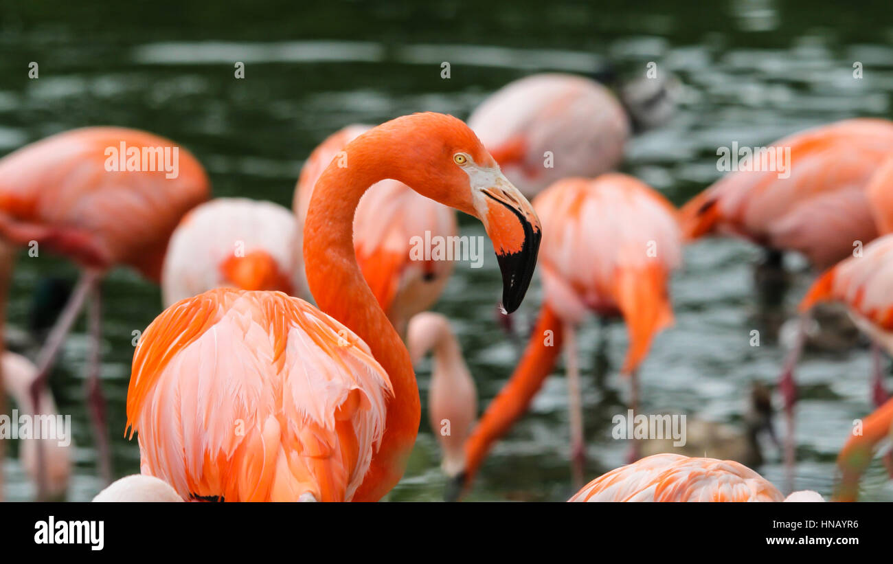 A bunch of flamingos in water Stock Photo Alamy