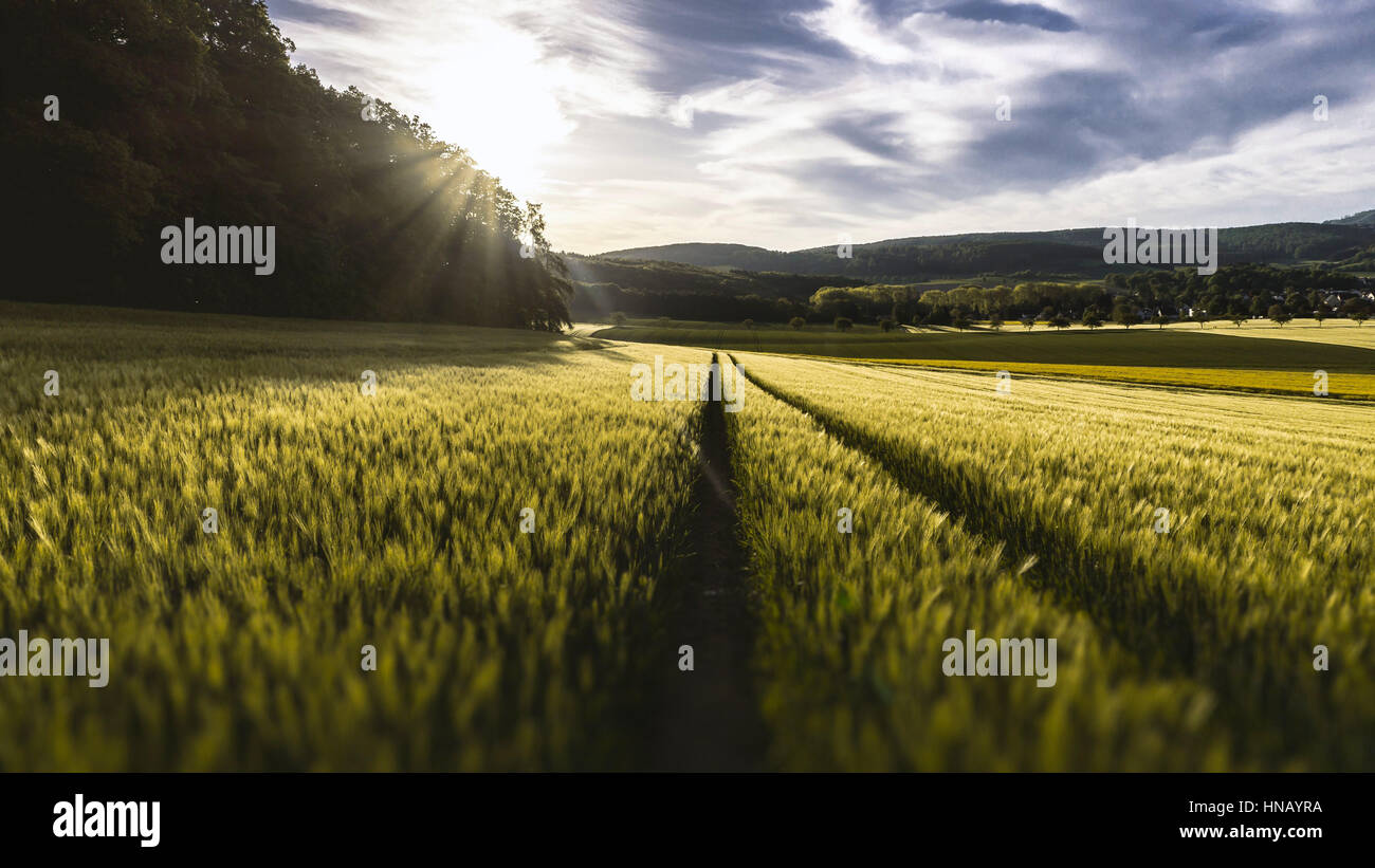 A wheat field under the Sun Stock Photo