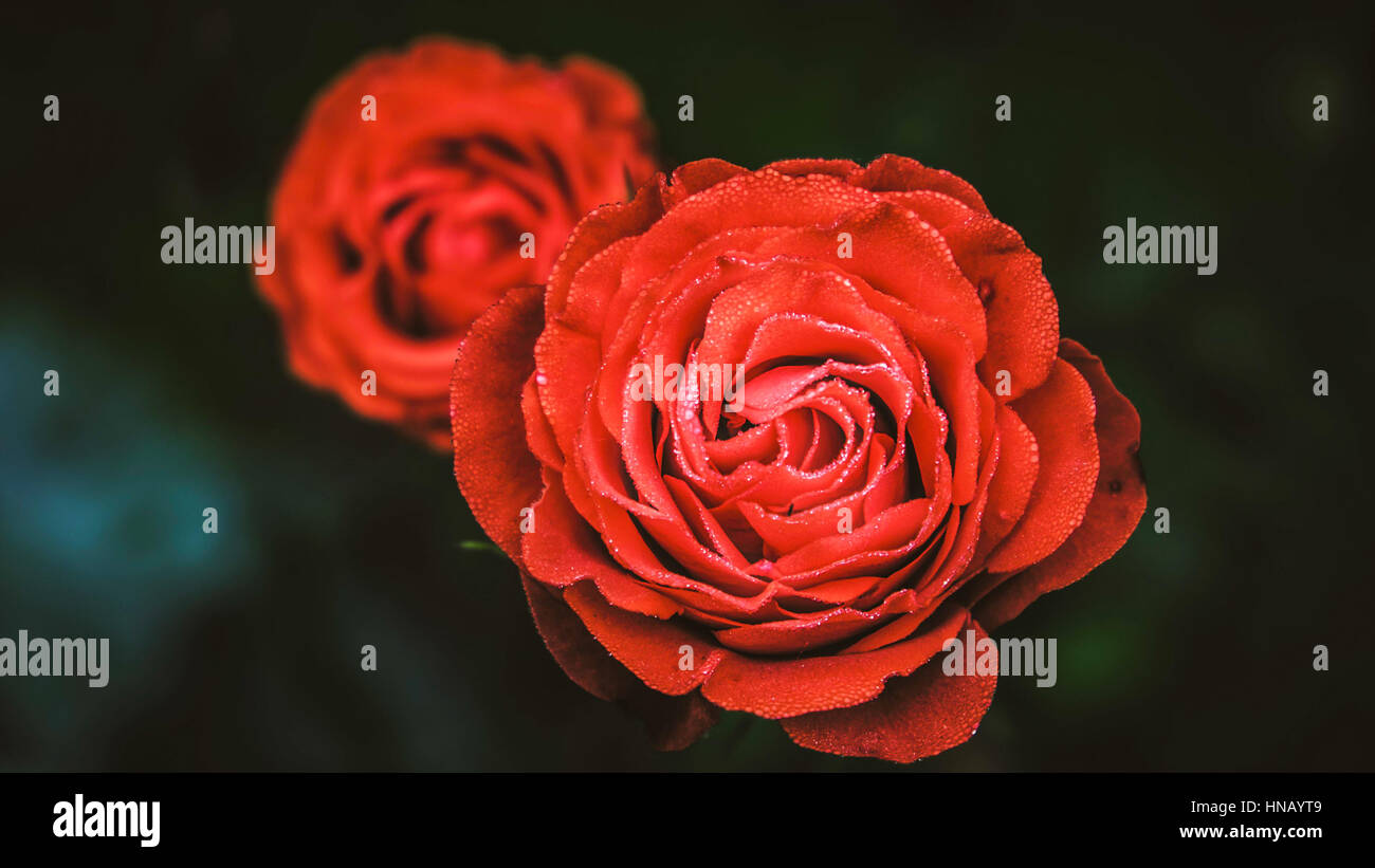 Beatiful wallpaper hi-res stock photography and images - Alamy