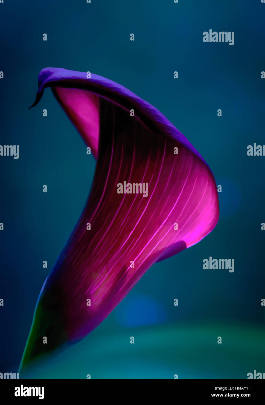 Purple calla lily hires stock photography and images Alamy