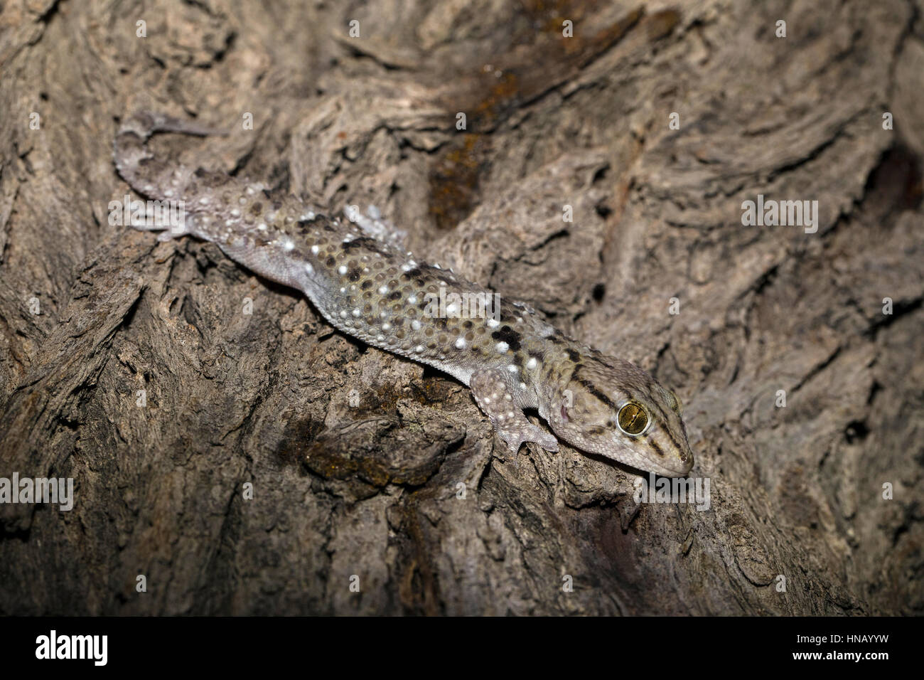 Turner's Gecko, Chondrodactylus turneri, Etosha National Park, Namibia,Africa,  by Monika Hrdinova/Dembinsky Photo Assoc Stock Photo