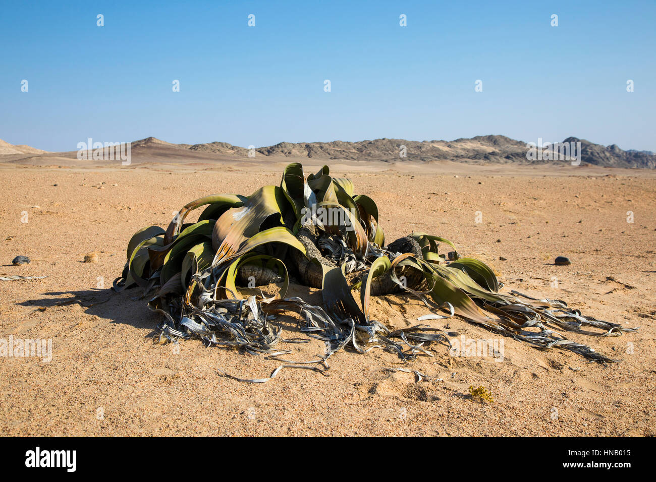 The plant Welwitschia mirabilis, Living Fossil, Swakopmund, Namibia, Africa, by Monika Hrdinova/Dembinsky Photo Assoc Stock Photo