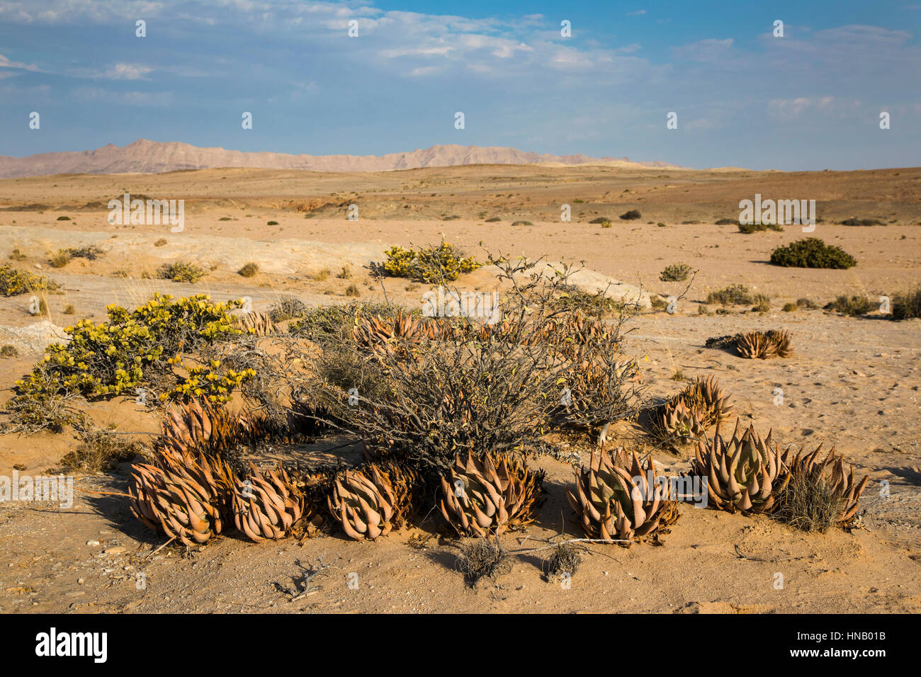 Desert Succulent, Aloe asperifolia, Welwitschia Drive, Welwitschia Plains, Swakopmund, Namibia, Africa, by Monika Hrdinova/Dembinsky Photo Assoc Stock Photo
