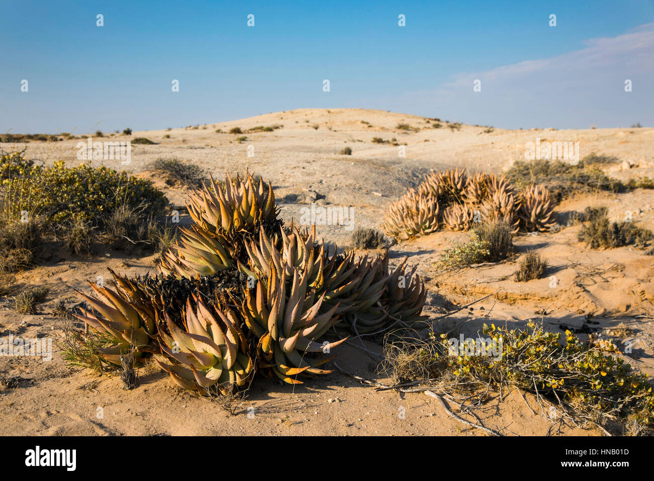 Desert succulent, Aloe asperifolia, Welwitschia Drive, Welwitschia Plains, Swakopmund, Namibia, Africa, by Monika Hrdinova/Dembinsky Photo Assoc Stock Photo